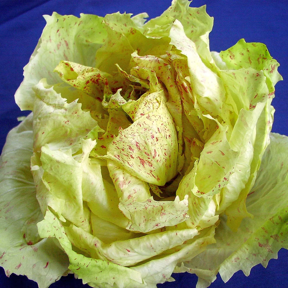 Radicchio — fotografía de referencia