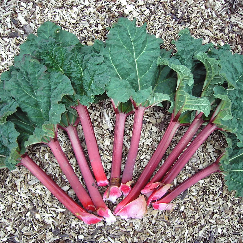 Rhubarb — reference photograph