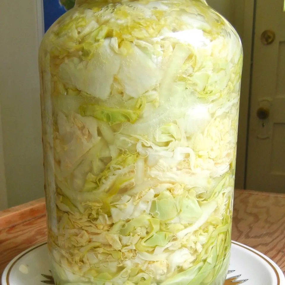 Sauerkraut — reference photograph