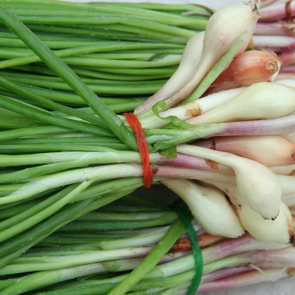 Cebollín (cebolla larga) — fotografía de referencia