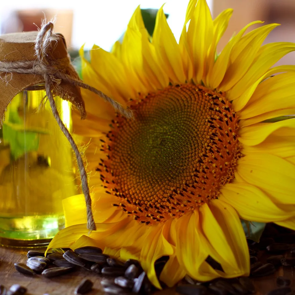 Sunflower oil — reference photograph
