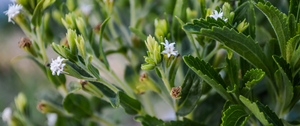 DIe Blüten der Stevia Pflanzen in Nahaufnahme