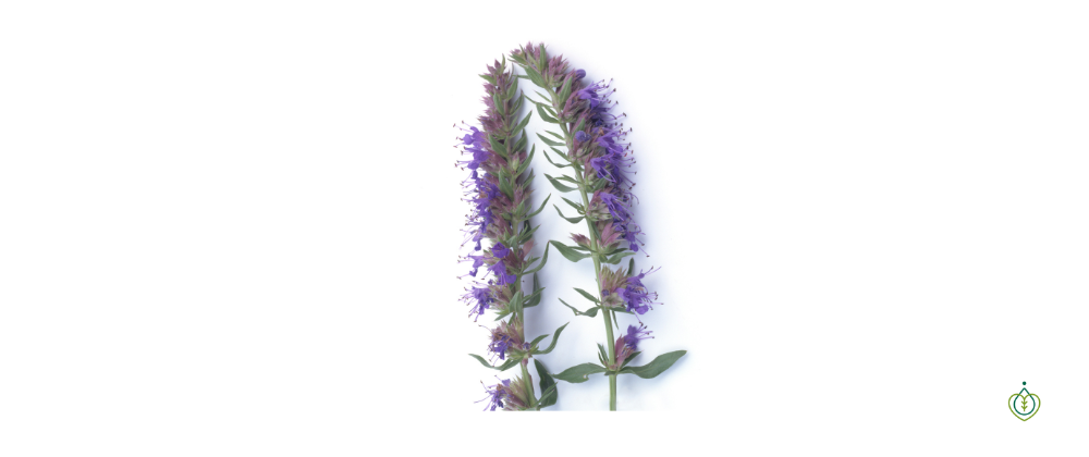 Ysop Pflanze mit Blüten