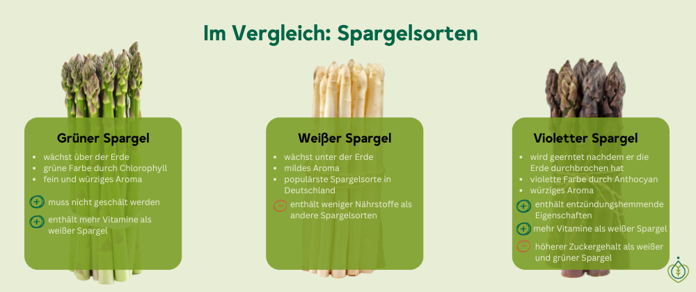 Grüner und weißer Spargel im Vergleich