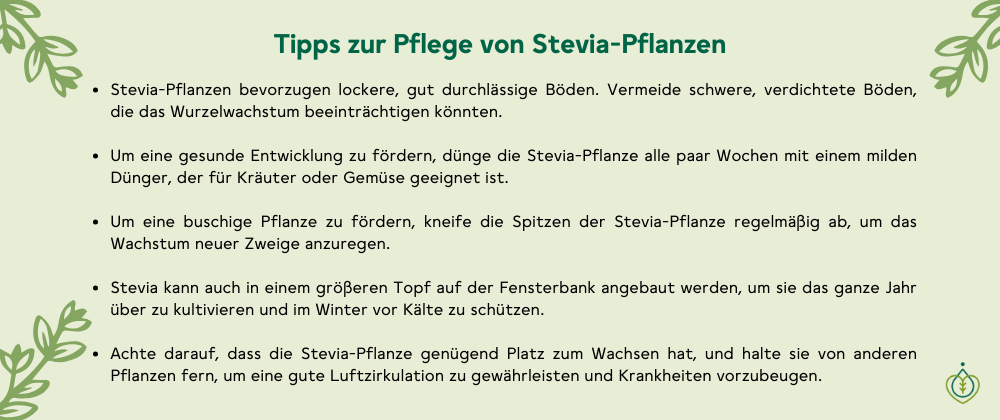 Tipps zur Pflege von der Stevia Pflanze