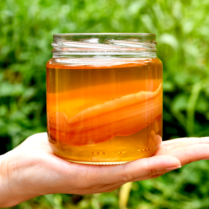 kombucha selber machen