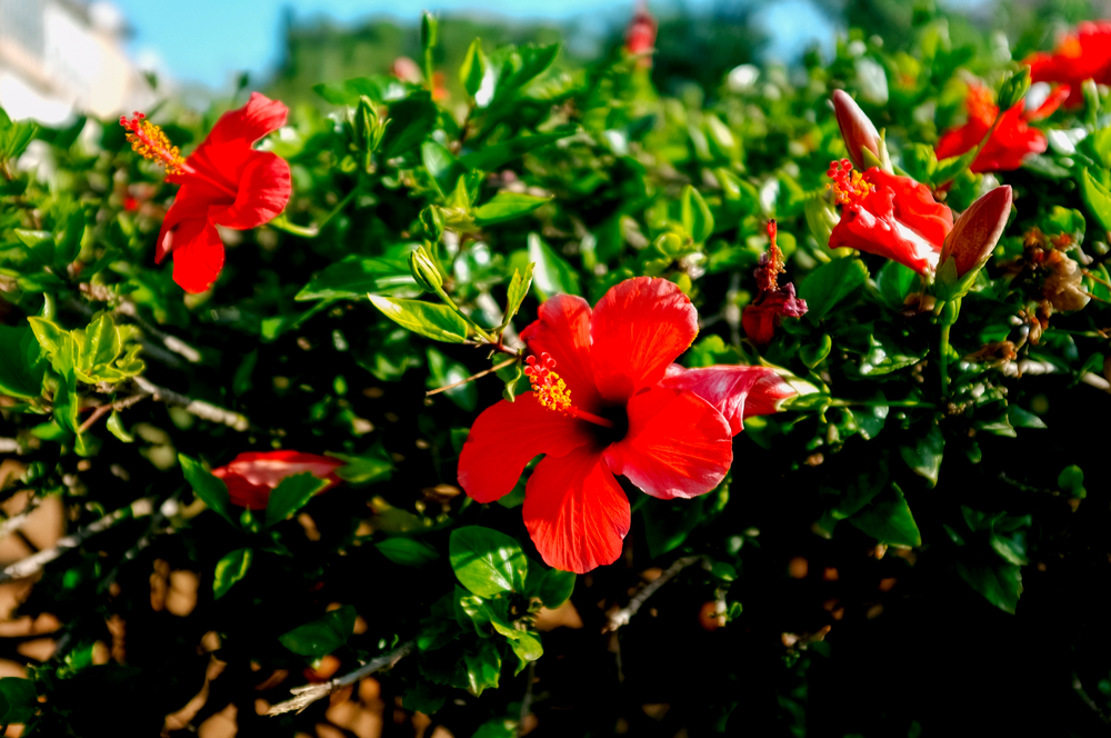 hibiskusblüten wirkung