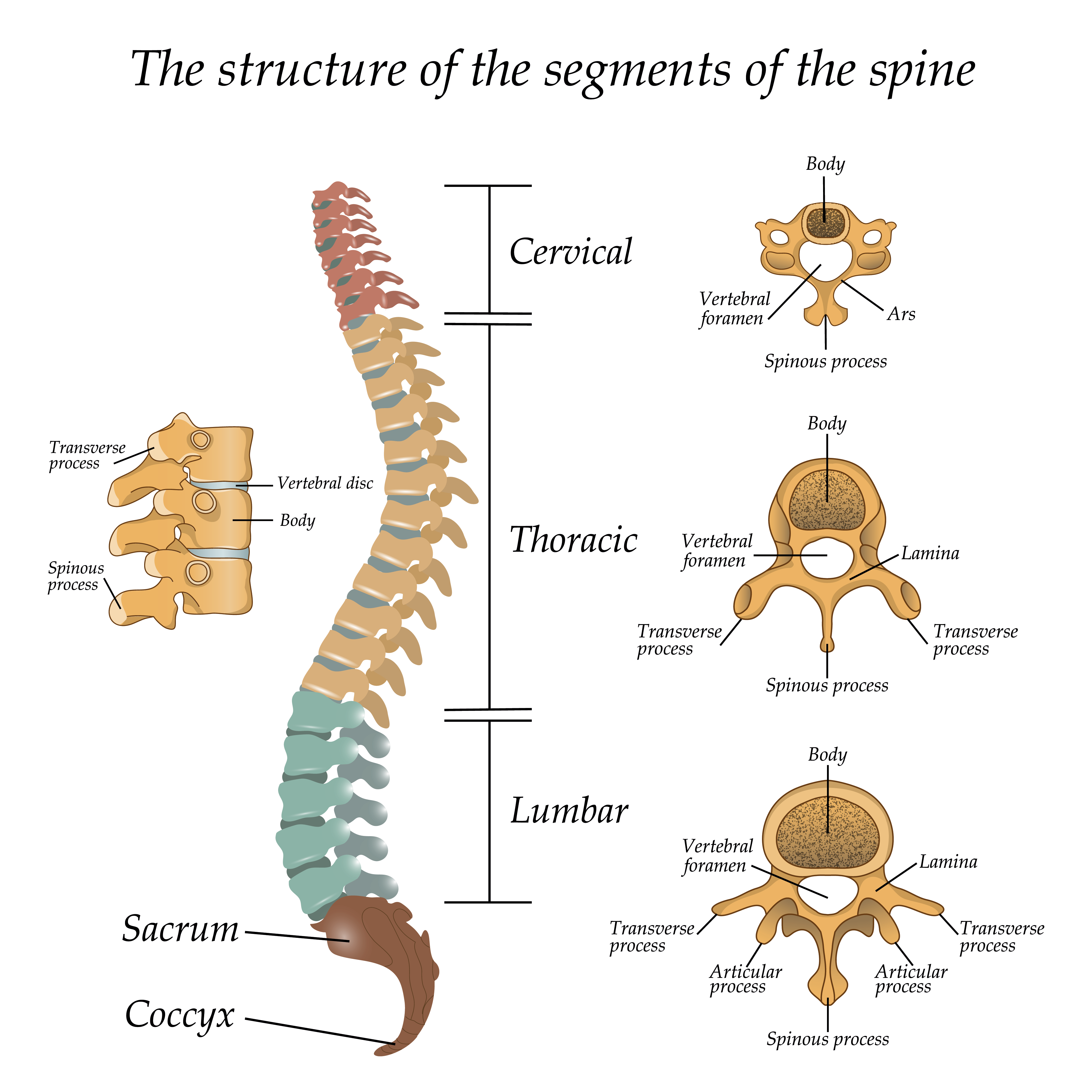 Anatomie