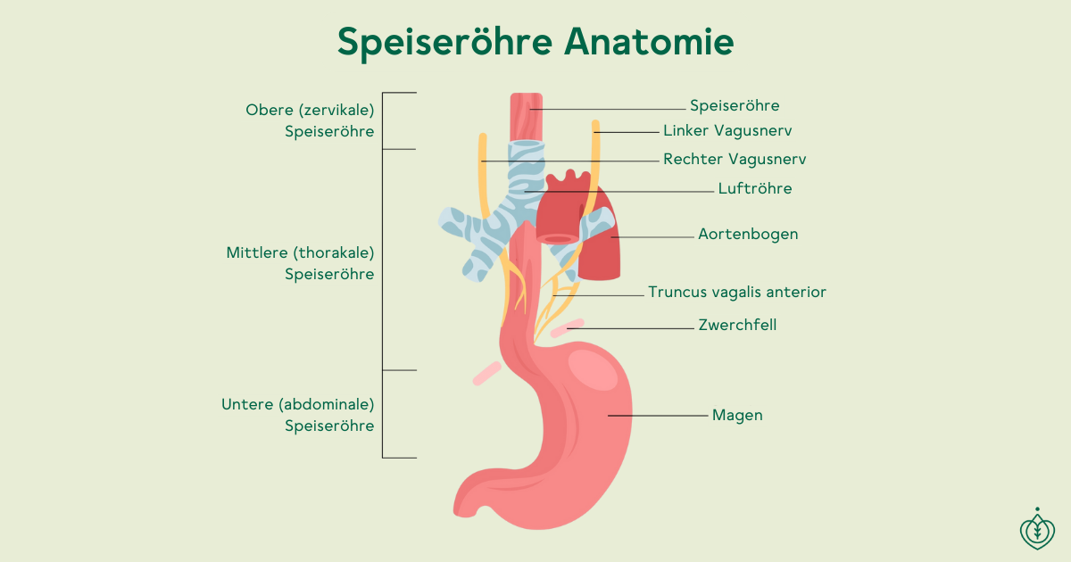 grafik-speiseröhre-anatomie