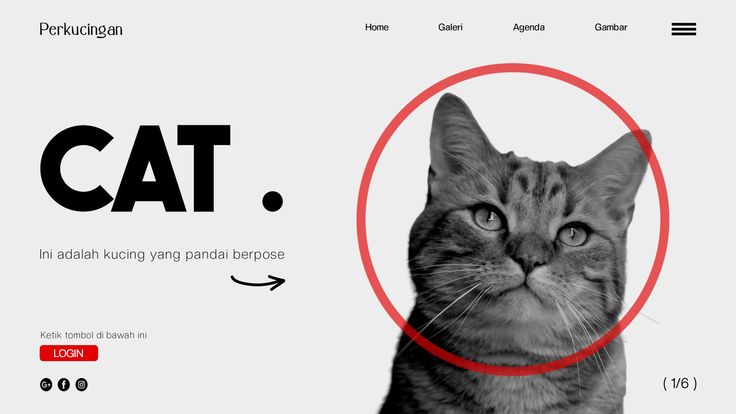 Pet Gallery