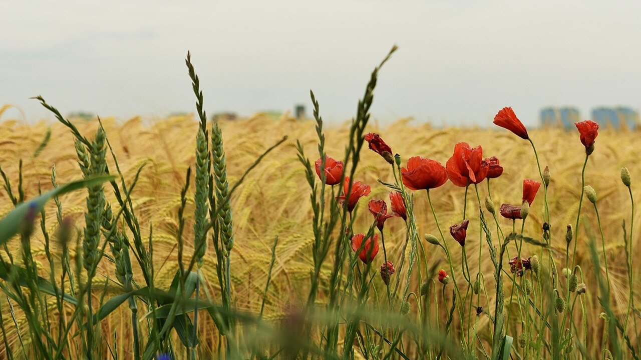 A field of golden wheat ears with red poppies in the foreground under a pale sky