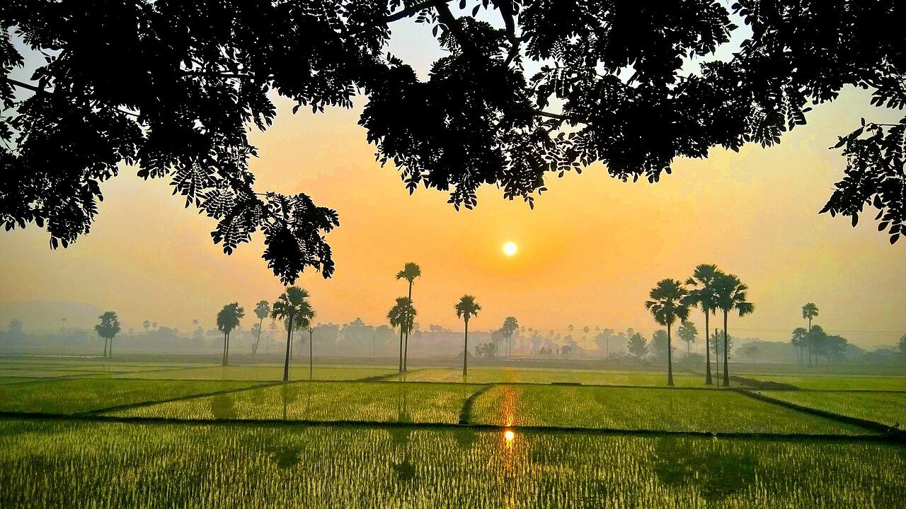 Sunrise over green paddy fields with palm trees and silhouetted leaves in the foreground