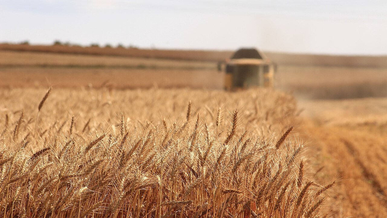 A field of ripe wheat in the foreground with a blurred harvester working in the background.