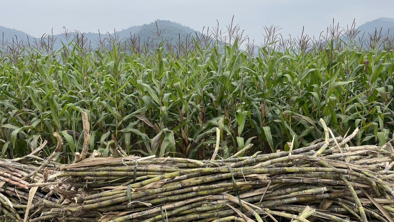 Harvested sugarcane stalks piled in front of a tall green sugarcane field under a hazy sky