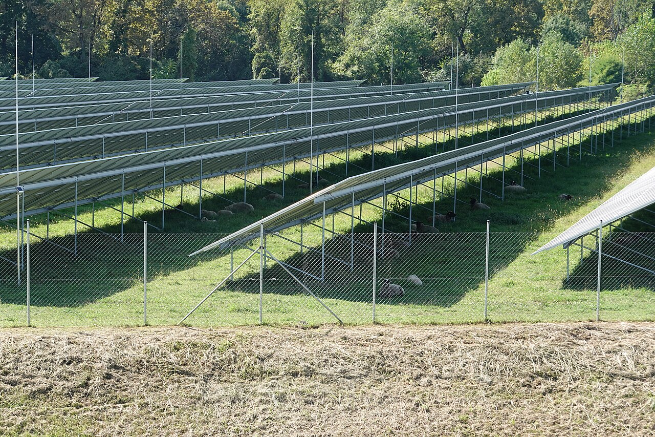 Rows of ground-mounted solar panels on a grassy site