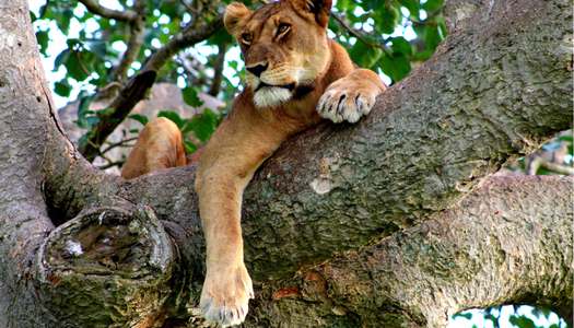 Explore Uganda natural wonders – highlights and tips.