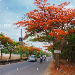 Tree-lined streets