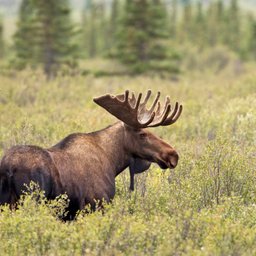 Moose