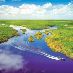 Everglades