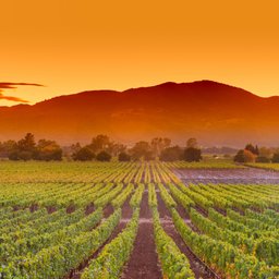 Napa Valley