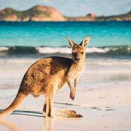 Kangaroo