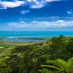Daintree Rainforest