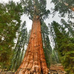 Sequoia