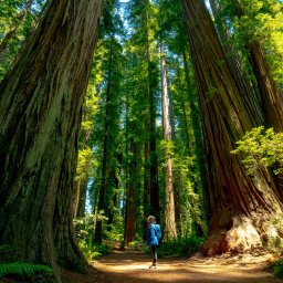 Redwood National Park