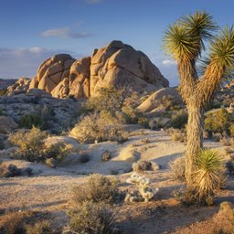 Joshua Tree