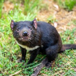 Tasmanian devil
