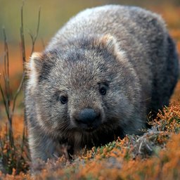 Wombat