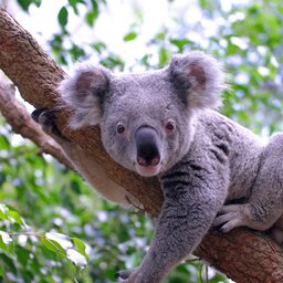 Koala