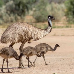 Emu