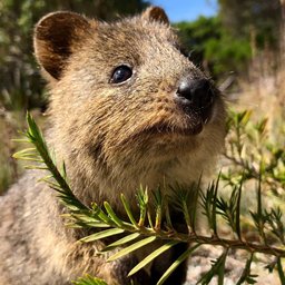 Quokka