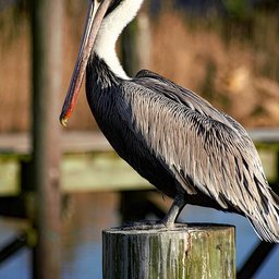 Pelican