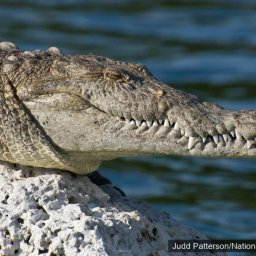American crocodile