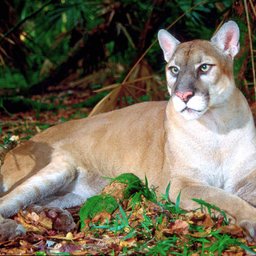 Florida panther
