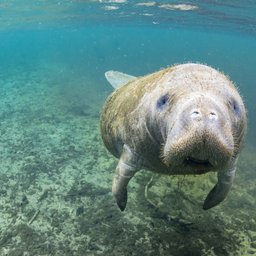 Manatee