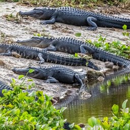 Alligator