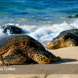 Sea turtle