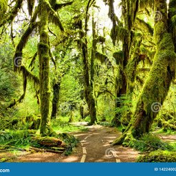 Hoh Rain Forest