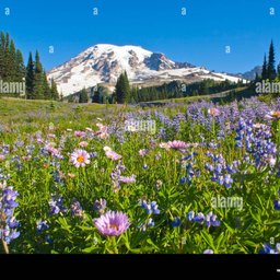 Mount Rainier National Park