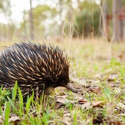 Echidna