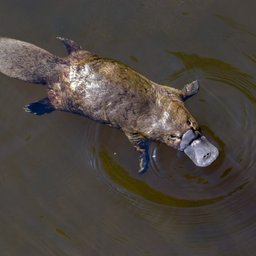 Platypus