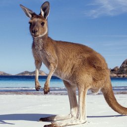 Kangaroo