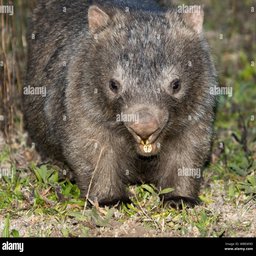 Wombat