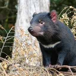 Tasmanian Devil
