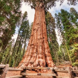 Sequoia National Park