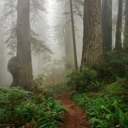 Redwood National Park