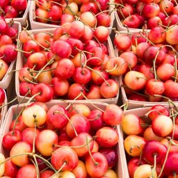 Rainier cherries